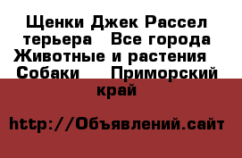 Щенки Джек Рассел терьера - Все города Животные и растения » Собаки   . Приморский край